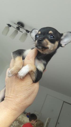 Chihuahua Tricolor