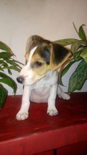 Disponible Jack Russell
