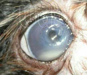 Gotas Oftalmicas para Animales con Ulcera en Los Ojos Tal Y