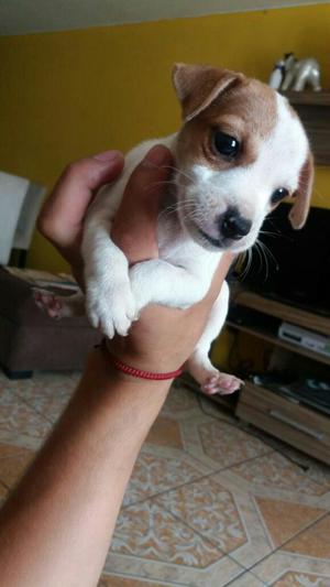 Jack Russel Terrier