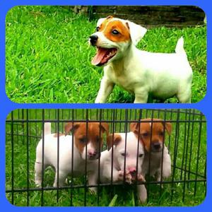 Jack Russell Full Pedigre.microchipiados