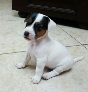 Jack Russell Terrier *cachorritos*