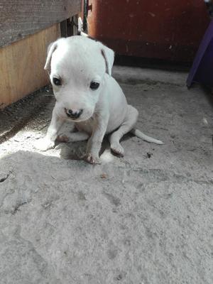 Pitbull Macho Blanco