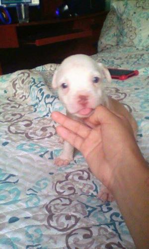 Pitbull Red Nose