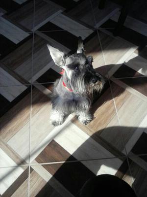 Schnauzer Servicio de Monta