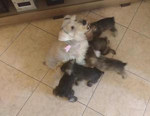 Schnauzer cachorros