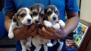 Se Venden Lindos Beagles Tricolores