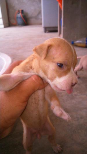 Se Venden Perritos Pitbull