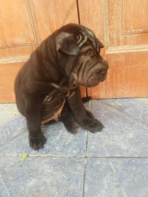 Sharpei Macho