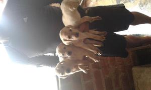 Vendo Cachorros Labradores