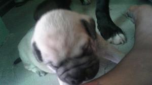 Vendo Perritos Raza Pup con Chepey