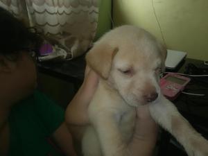 Venta de Perrita Labrador