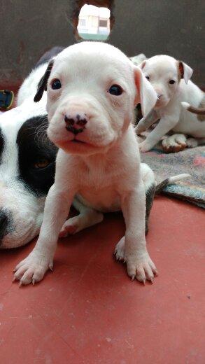 cachorros pitbull