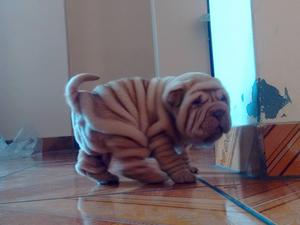 cachorros sharpei