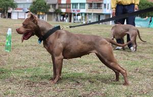 cruce de rott con pitbull 