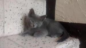 gatito azul ruso de 2 meses