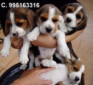 hermosos amables beagle lindos cachorros vacunados