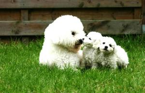 Bichon Frise Encantadoress