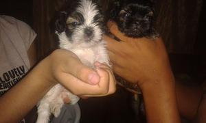 CACHORROS SHTZU♥