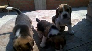Cachorritos Beagles Padre con Pedigri