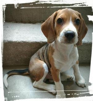 Cachorro Beagle Tricolor 2meses Y Medio