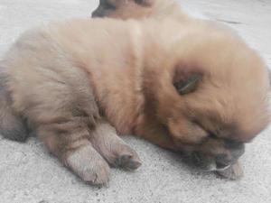 Cachorros Chow Chow Puros