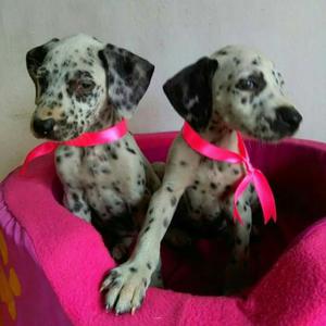 Cachorros Dalmata Machos