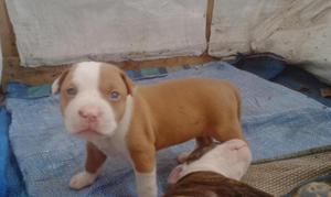 Cachorros Pitbull