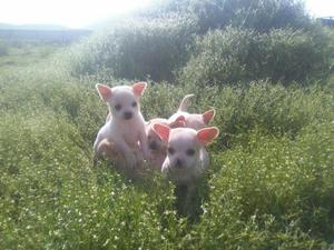 Chihuahuas Hermosos