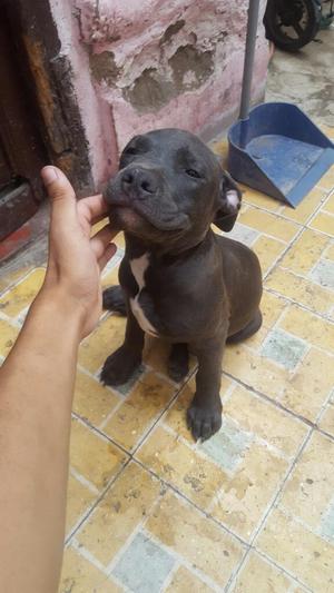 Fusión American Bully Hembrita