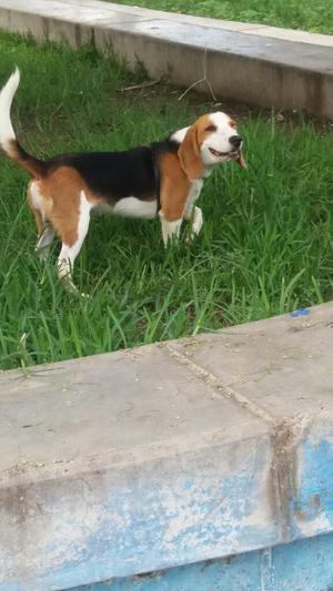 Hermoso Beagle Tricolor