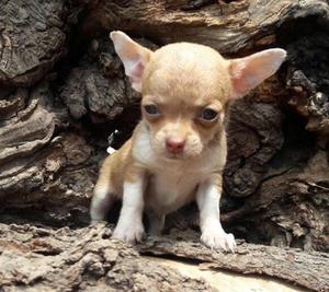 Hermosuras de Chihuahuas hembritas super super Miniaturas