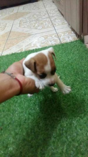 Jack Russel