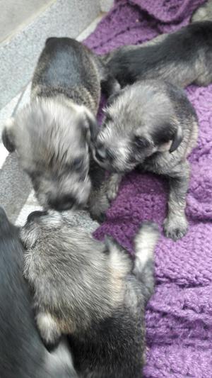 Vendo Cachorros Schnauzer