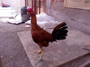 Vendo Gallo Gallina