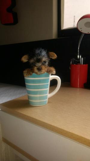 Yorkshire Tea Cup Cachorros