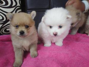 pomerania cachorro