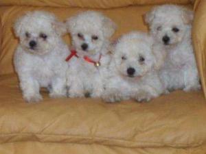 se venden hermosos cachorritos poodle raza purita miniatura