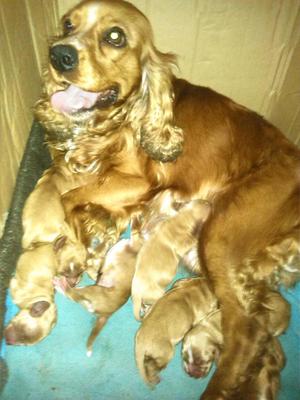 vendo cachorros cocker hembritas 120 soles