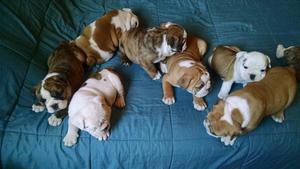 BULLDOG INGLES OFRESCO CACHORRITOS