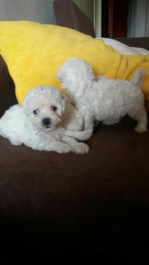 Bichon Frise