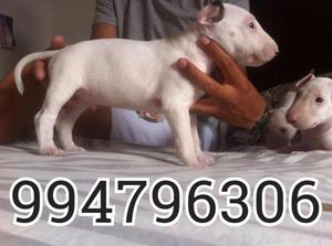 Bull Terrier