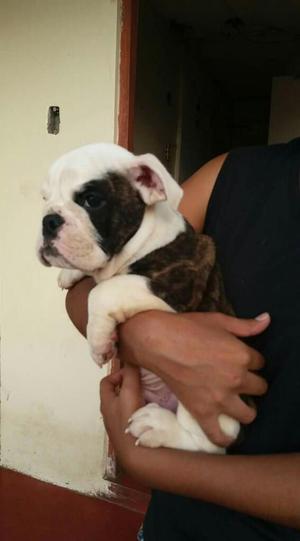 Bulldog Ingles Pedigree Plata