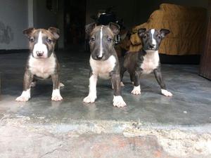 CACHORRO BULL TERRIER