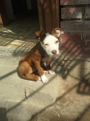 Cachorrita Pit Bull Red Nose