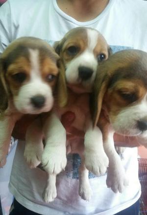 Cachorritos Beagle Tricolor