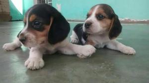 Cachorritos Beagles