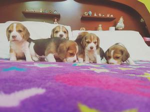 Cachorros Beagle Pedigree