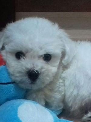 Cachorros Bichon Frice