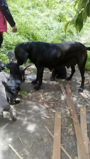 Cachorros Labrador